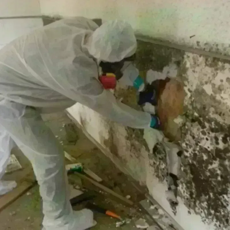 Mold Remediation and Removal in Madison, WV